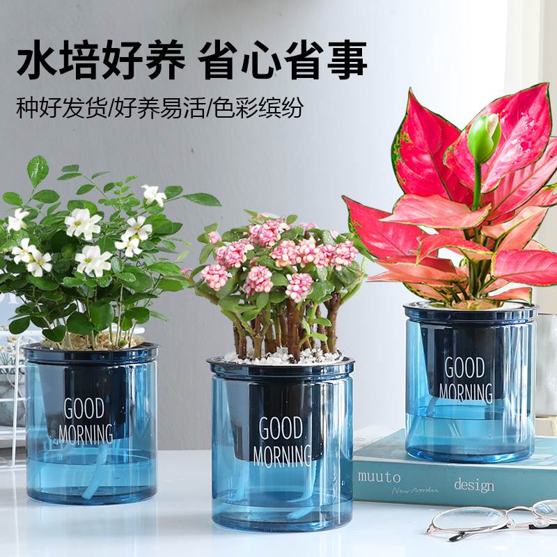 九里香水金枝玉叶盆培栽富贵竹吉利红室内绿植物办公室净化小盆栽