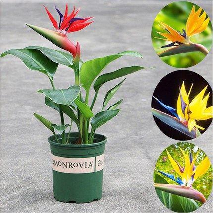天堂鸟盆好养易植物栽活鹤望兰大型绿植客厅室内四季花卉吸甲醛