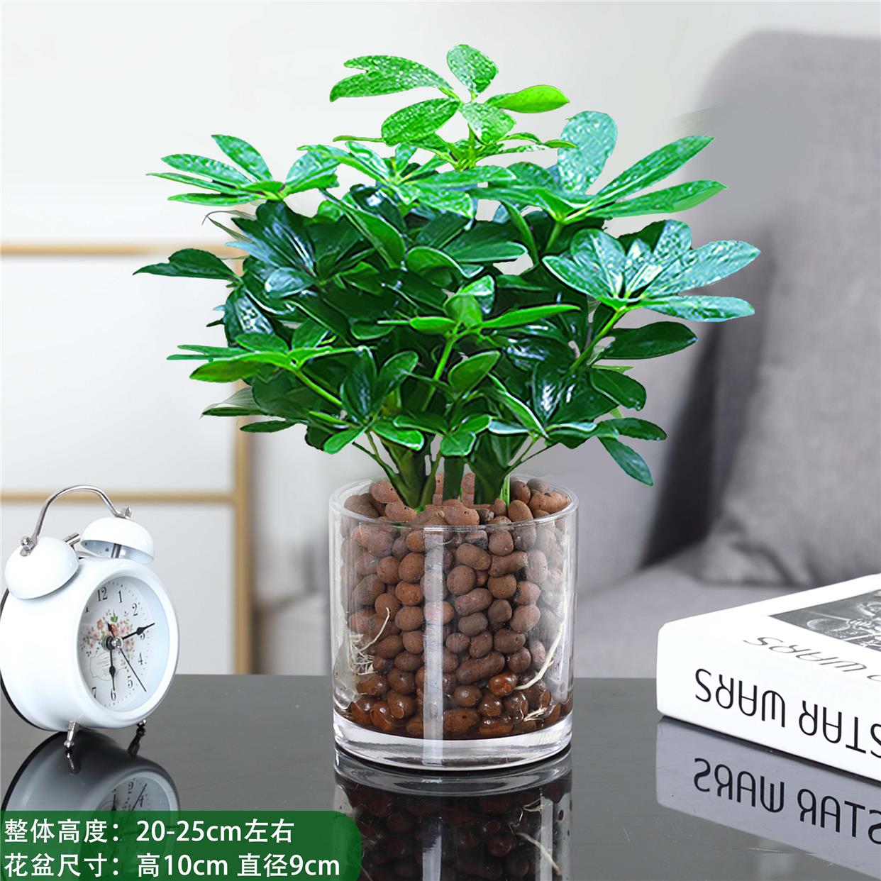 鸭脚木盆植物栽绿萝箩室内花水培绿植四季常青好养发财树吸除甲醛