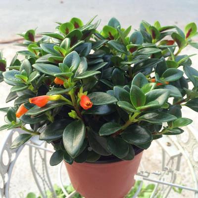 金鱼花吊四盆栽花卉兰季开花室内绿植办公室盆栽盆景绿色植物吊兰