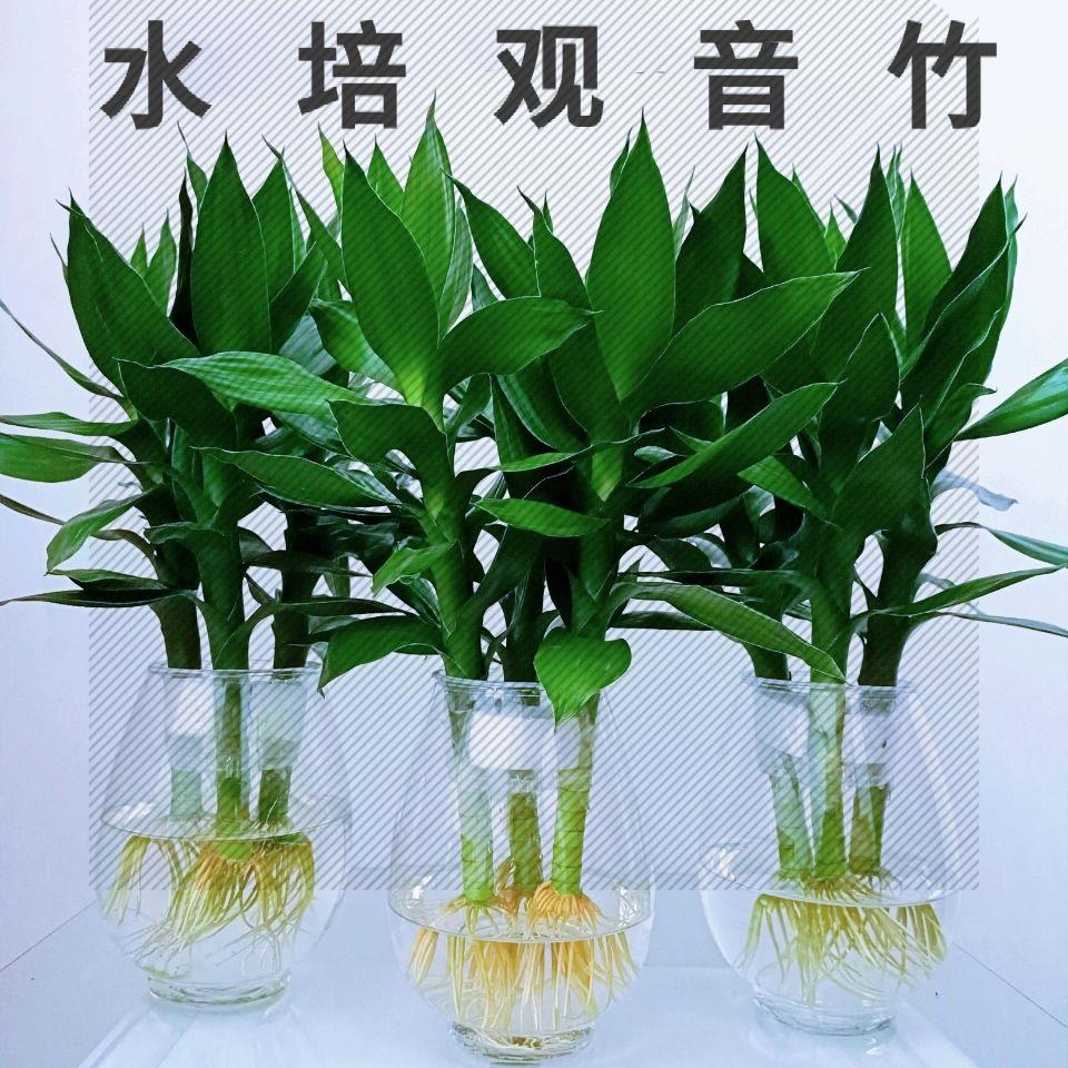 观音竹富贵竹水培植物盆栽室内办公室客厅竹绿植带花盆节节高