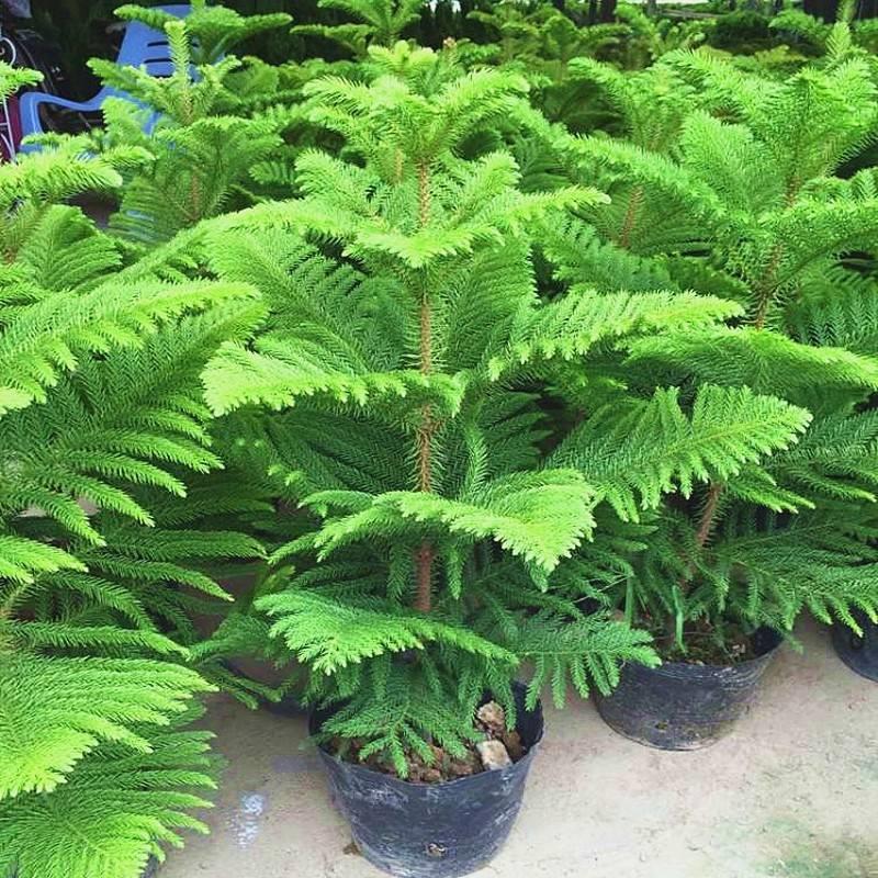 南洋松小南洋杉苗树苗四季常青绿植圣诞树南洋松苗南北方种植包邮