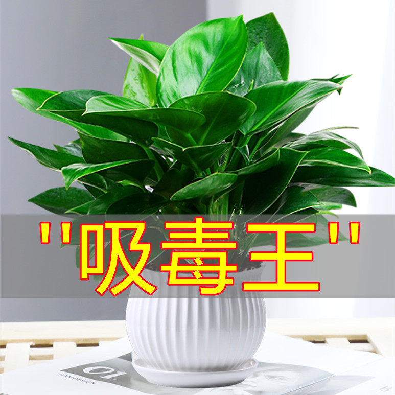金钻盆栽水植物绿萝箩培绿植万年青花卉多肉办公室内清新空气好养