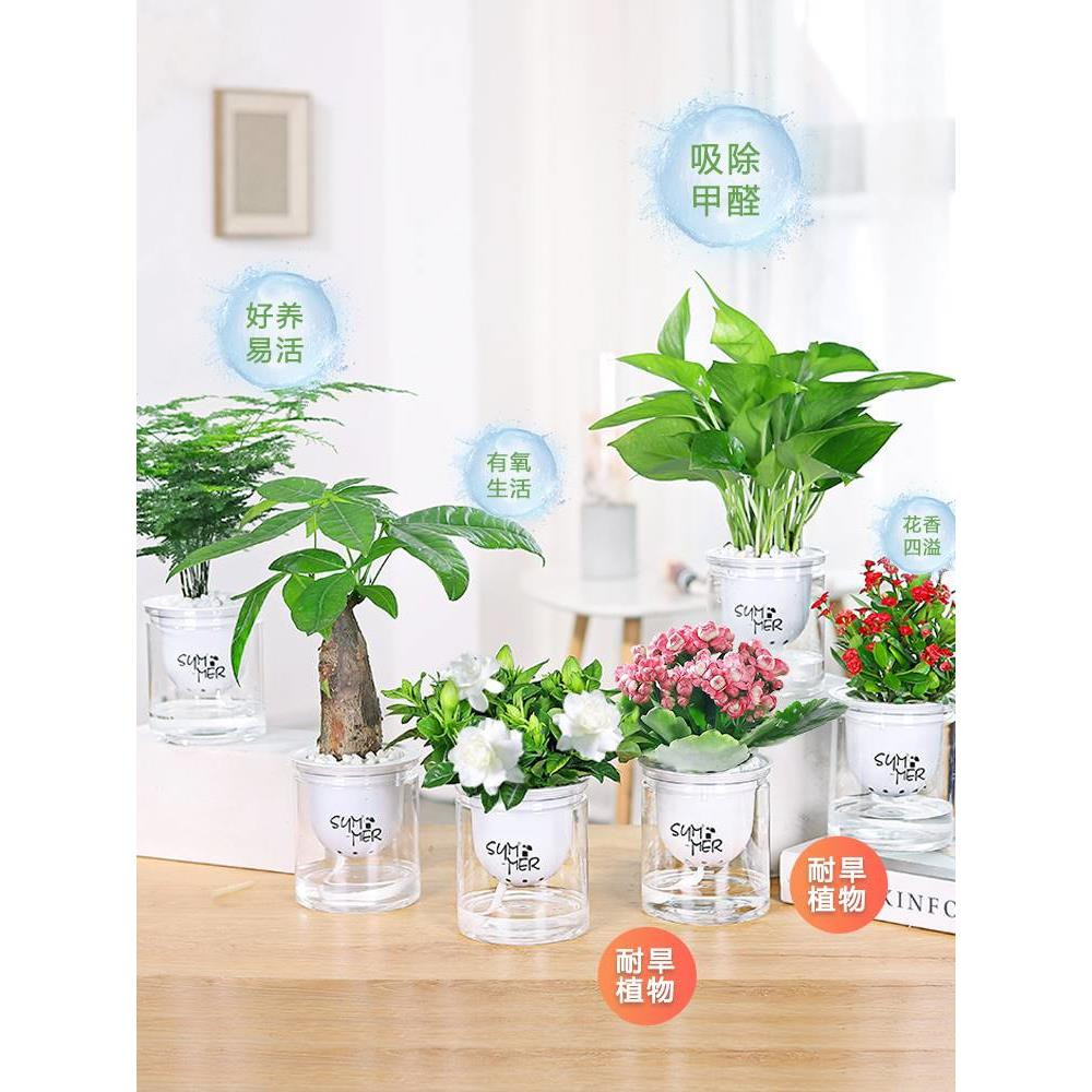 绿萝吊兰花多肉发财树卉盆栽植物办公室内小绿植去除甲醛水培好养