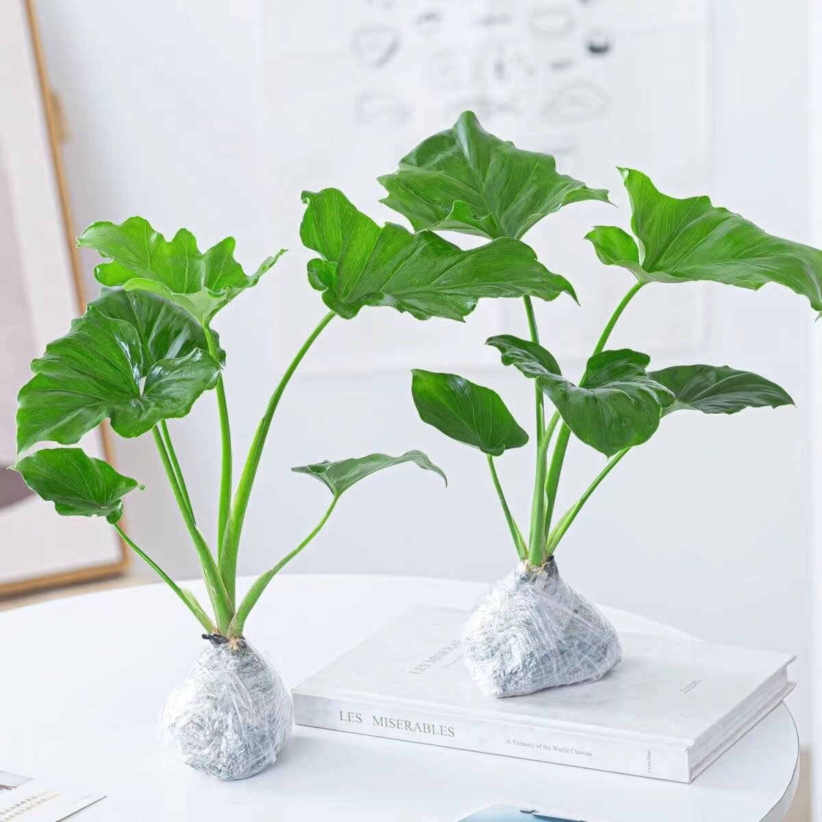 春羽春雨小天使盆栽绿植盆栽大叶室内花卉好养龟背竹水培绿植花卉
