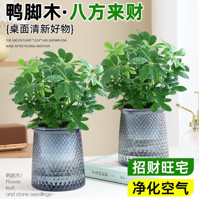 八方来财培盆鸭脚木水栽易活植物办公室内七叶莲吸甲醛净化空气