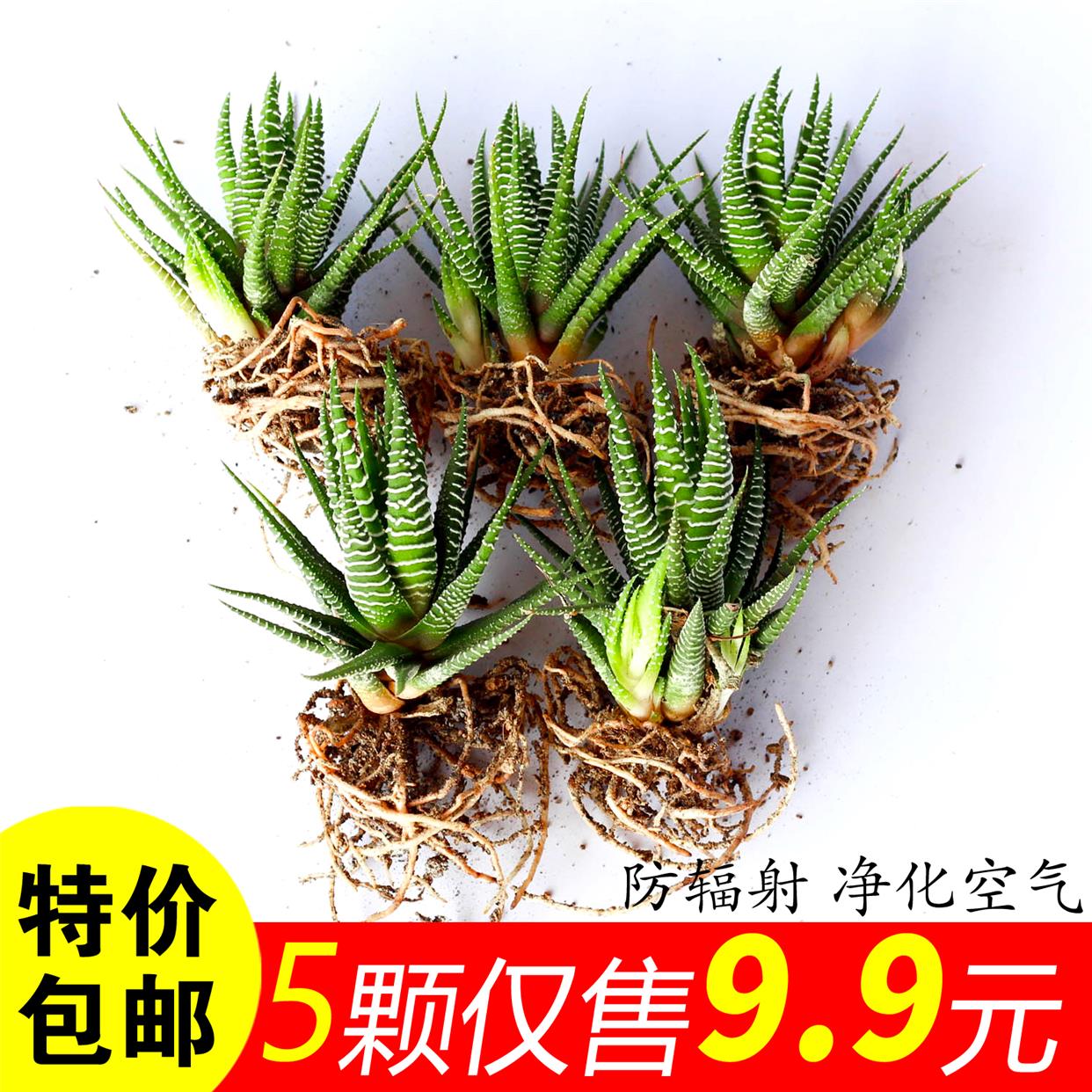 条纹十二植物室卷多肉内外盆栽肉肉办公室桌面防辐射绿植花卉芦荟