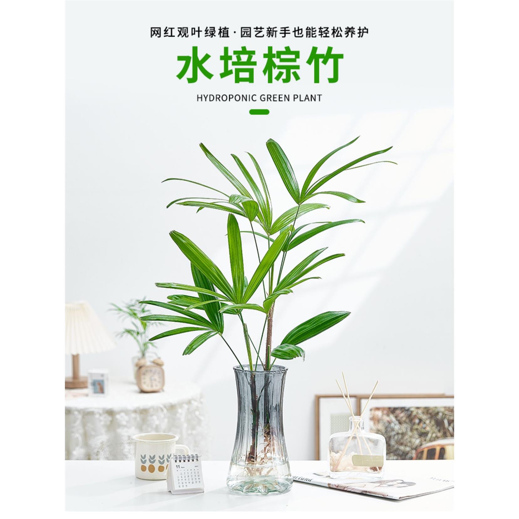 水培植物招财棕竹盆栽竹室内观音竹常绿观叶耐阴好养办公室富贵竹