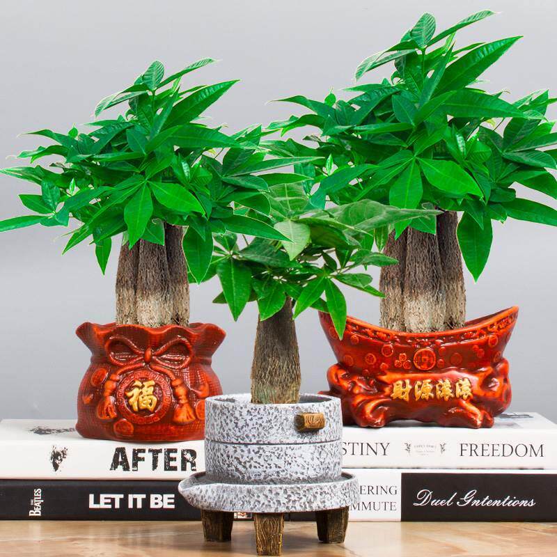 发财树小室内花卉盆栽绿植植物摆件三杆办公室桌面花卉花易养活MJ