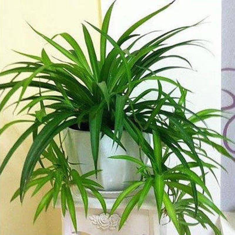吊兰植物客厅垂吊办公室内吊篮绿植盆栽花卉大全真花阳台金边吊兰