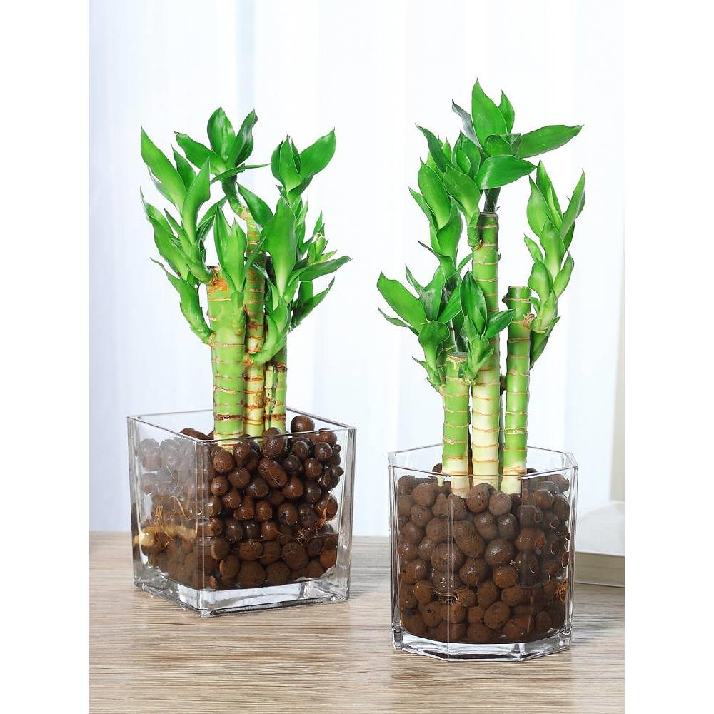水养带根荷花竹盆小型栽文昌竹室内花卉好养绿植水培植物富贵竹子