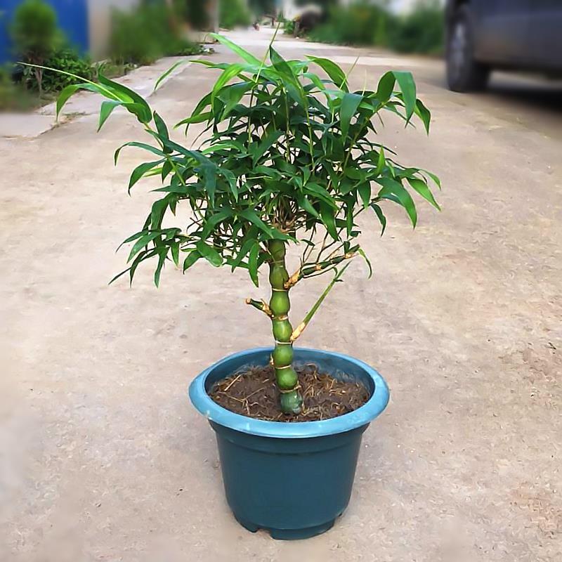 佛肚竹罗竹子汉竹苗佛肚竹盆景花卉佛肚竹大苗佛肚竹盆栽植物包邮