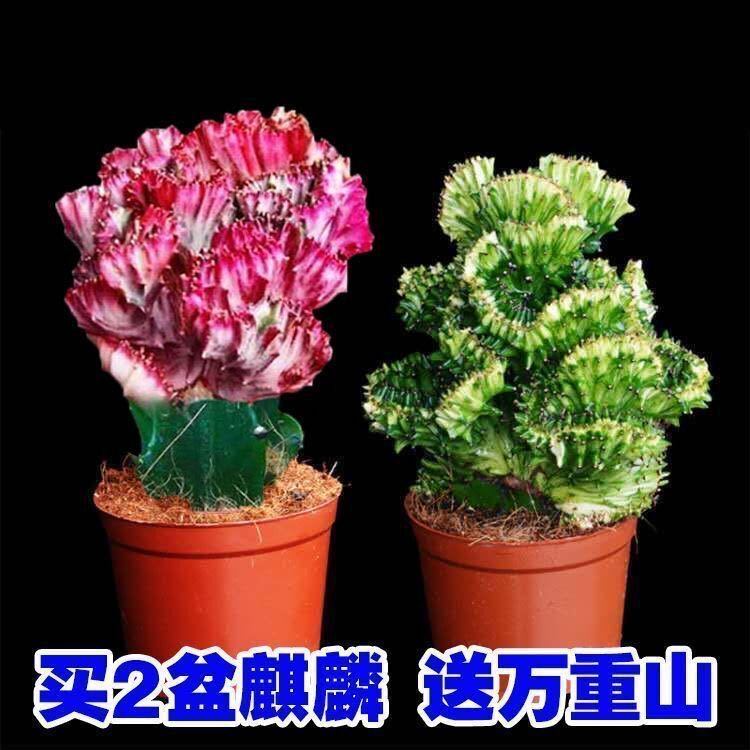 玉麒麟彩花卉麒麟盆栽多肉植物仙人掌植物防辐射办公室客厅阳台