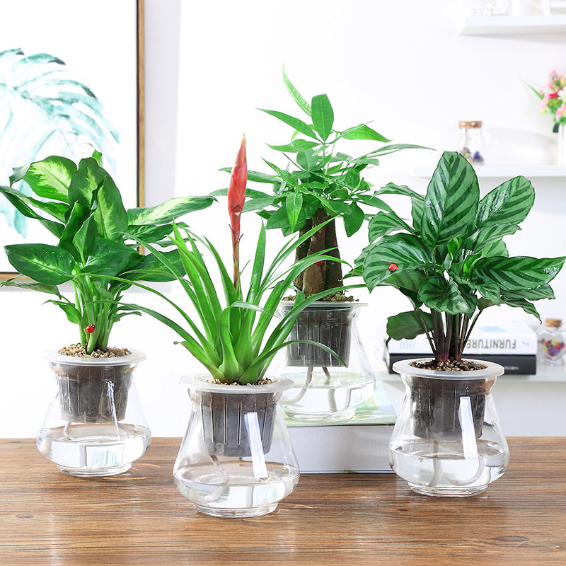 水培植物发财树绿萝箩多肉花卉绿植物室内小盆栽富贵竹文竹栀子花
