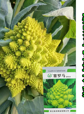 春秋播种赛罗马宝塔花菜种子  高端新奇花菜种籽