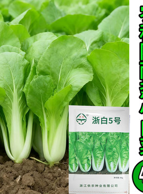 农科院耐热小白菜种子40g/袋