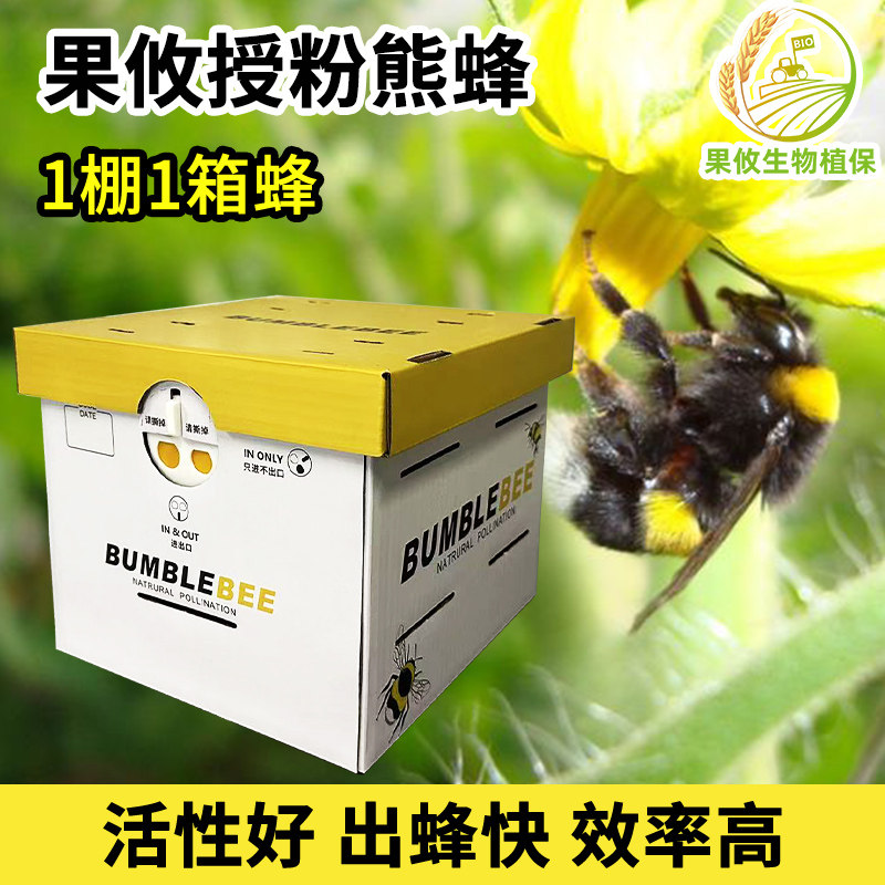 定时发货】果攸授粉熊蜂番茄茄子草莓授粉蜂 蜜蜂多地快递包邮