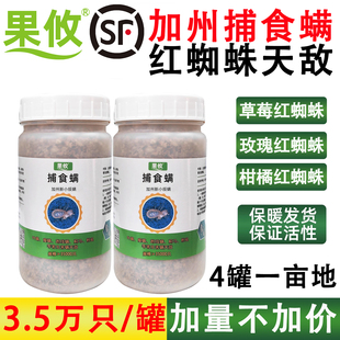 红蜘蛛白蜘蛛蓟马天敌袋罐装 草莓月季 加州新小绥螨 果攸捕食螨