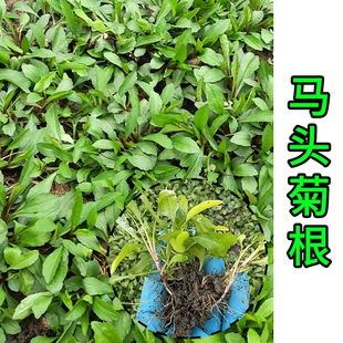 马兰头根苗种根种子新鲜红梗马兰头籽带根带原土蔬菜可观赏现挖