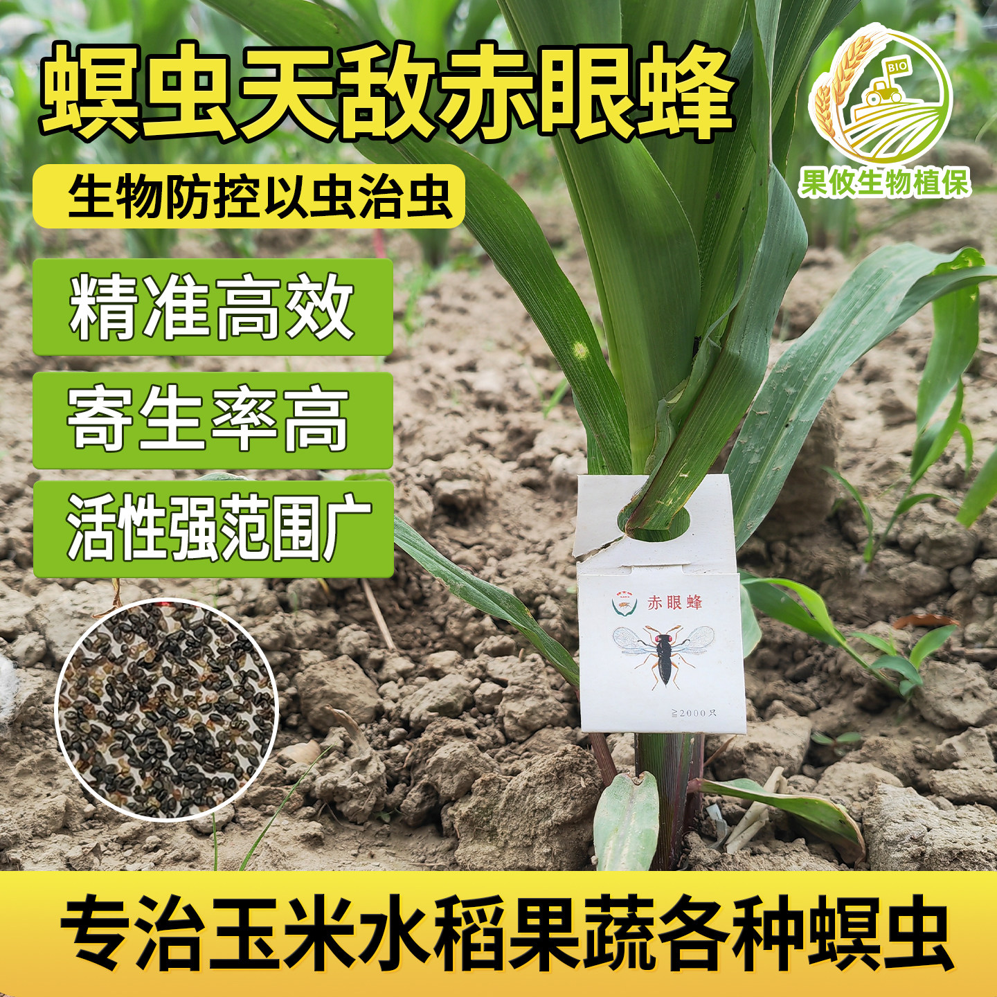 顺丰发货 艳璇赤眼蜂卵卡 天敌寄生蜂水稻玉米二化螟棉铃虫小菜蛾