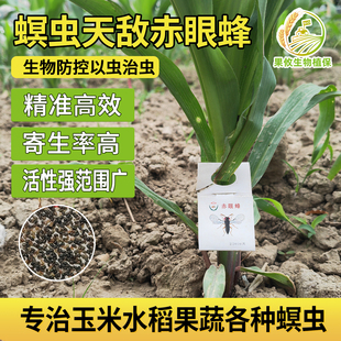 顺丰发货 艳璇赤眼蜂卵卡 天敌寄生蜂水稻玉米二化螟棉铃虫小菜蛾