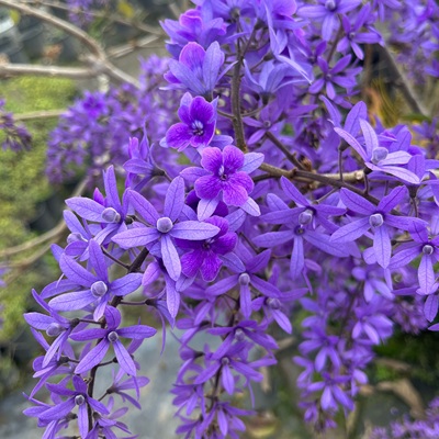 泰国大叶蓝花藤许愿藤阳台庭院网红四季开花爬藤大叶兰花藤包对版