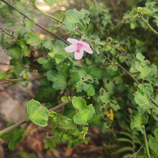 猫踏蹄正宗潮汕青草药现采新鲜枝叶五爪虱母头狗脚迹梵天花三角枫