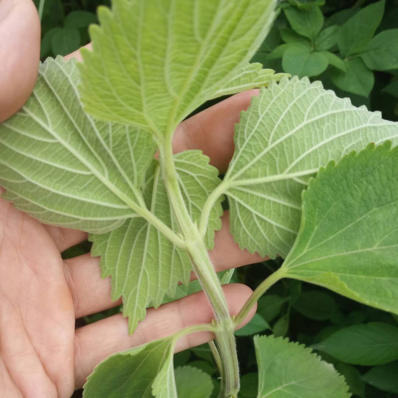 天然土广防风新鲜落马衣白狗苏大抹草中药材宝宝洗澡婴幼儿受风茉