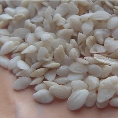 中药材 鱼脑石 鱼首石 鱼枕骨 正品 包邮500克