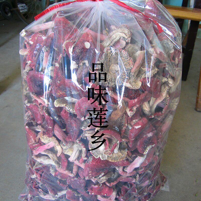 野生平面红菇开菇福建
