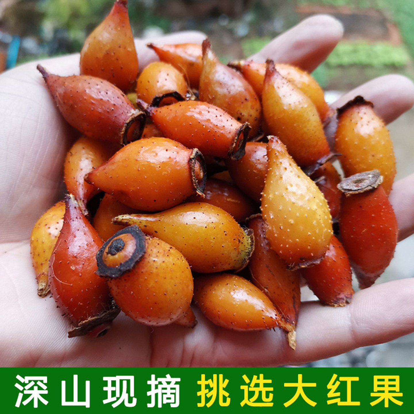 新鲜野生金樱子肉干货金英子糖罐子去籽牛大力风流果泡酒中药材