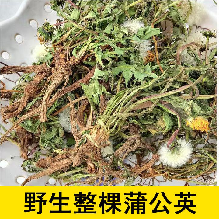 湖南野生整棵蒲公英干货泡茶