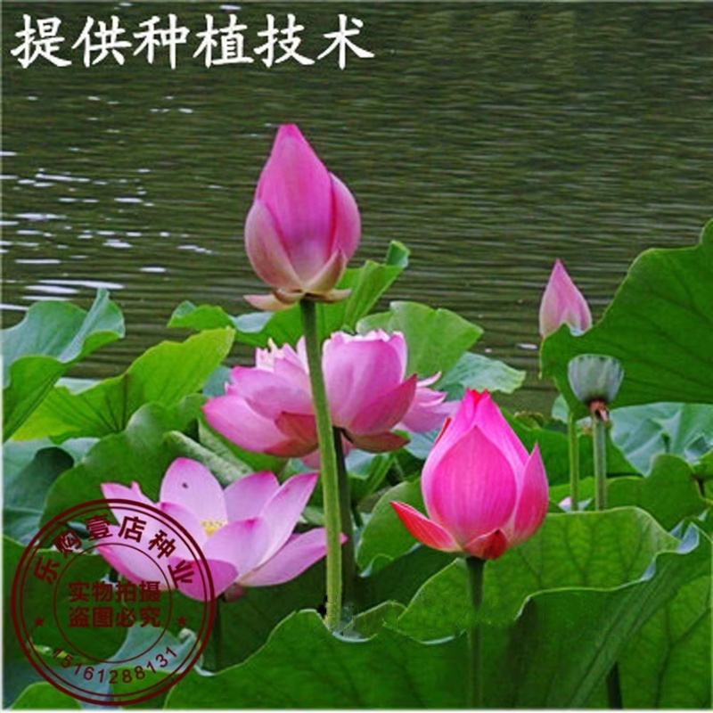 水生花卉大型荷花种子高产池塘莲藕种子莲花种籽观赏荷花睡莲种子