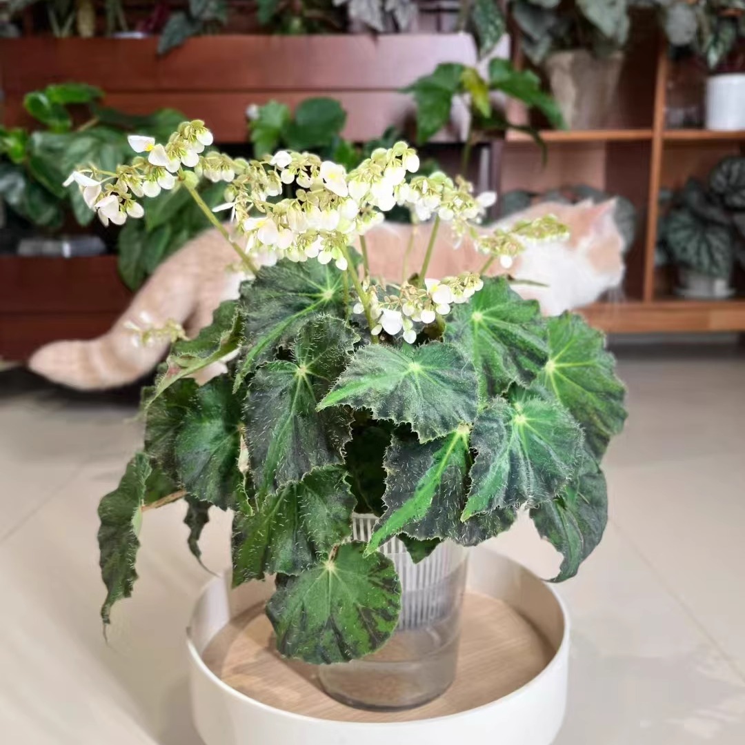 聚光灯秋海棠蟆叶类阳台室外室内客厅桌面绿植盆栽观叶赏花植物