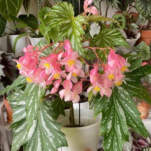 风铃乌头杂秋海棠盆栽 竹节类 室内彩叶芋海芋海棠花观叶水培植物