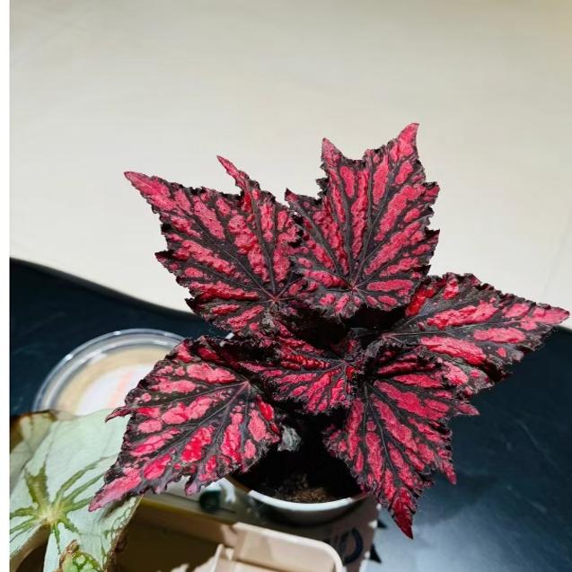 圣骑士秋海棠蟆叶室内网红盆栽丝型福寿植物鸟观叶赏花盆栽花卉