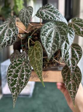 Ins风网红热植观叶盆栽绿植