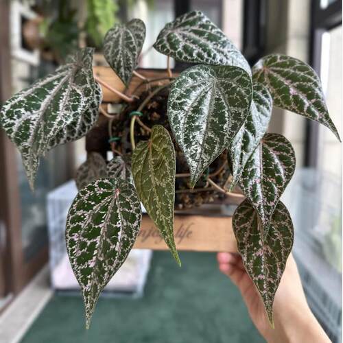 Ins风网红热植观叶盆栽绿植