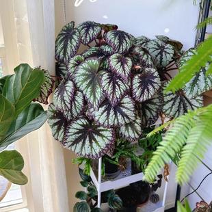 焰火秋海棠蟆叶类 室内网红盆栽龙川萤火银伊度观叶赏花盆栽花卉