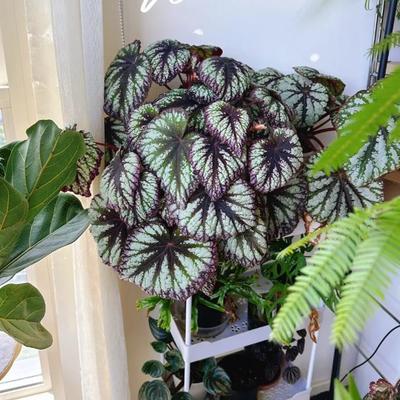 焰火秋海棠蟆叶类  室内网红盆栽龙川萤火银伊度观叶赏花盆栽花卉