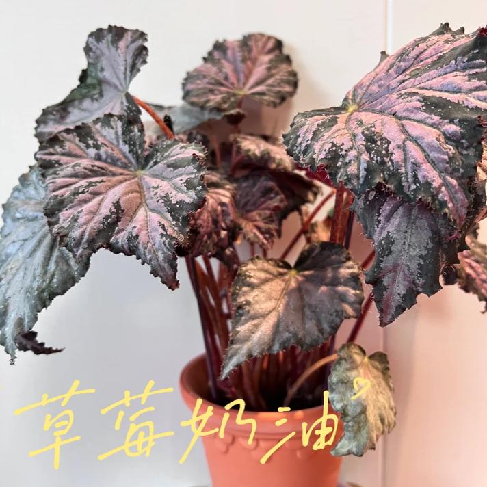 草莓奶油蟆叶秋海棠室内网红盆栽火烈鸟高端观叶植物蓝孔雀DS系列