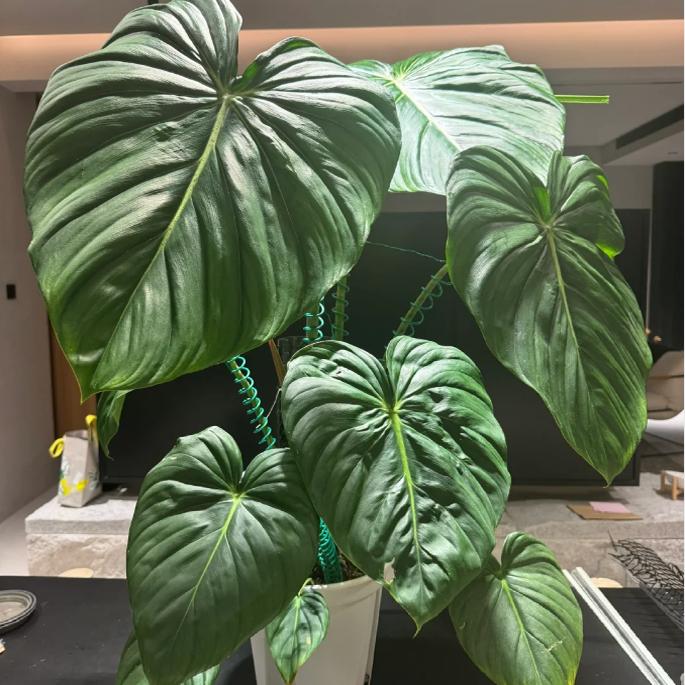 麦克道尔蔓绿绒植物集水培观叶南美雨林 ins风热植室内阳台桌面花