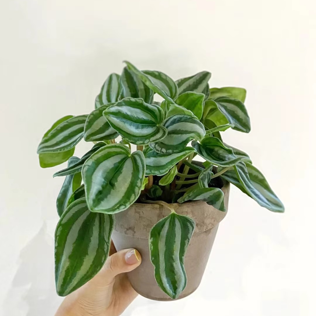 斑马椒草秋海棠蟆叶类阳台室外室内客厅桌面绿植盆栽观叶赏花植物