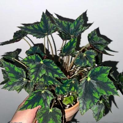 蝴蝶秋海棠蟆叶室内网红盆栽丝型福寿植物鸟观叶赏花盆栽花卉