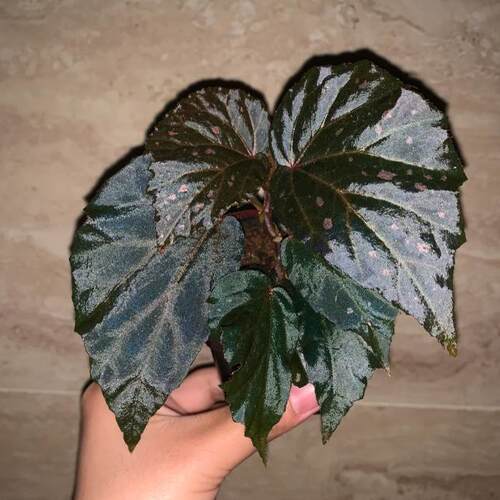 黑蝙蝠蟆叶秋海棠    网红盆栽火烈鸟高端观叶植物蓝孔雀  DS系列