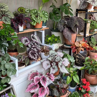 蟆叶秋海棠合集一  室内网红盆栽白蜗牛火烈鸟高端观叶植物蓝孔雀