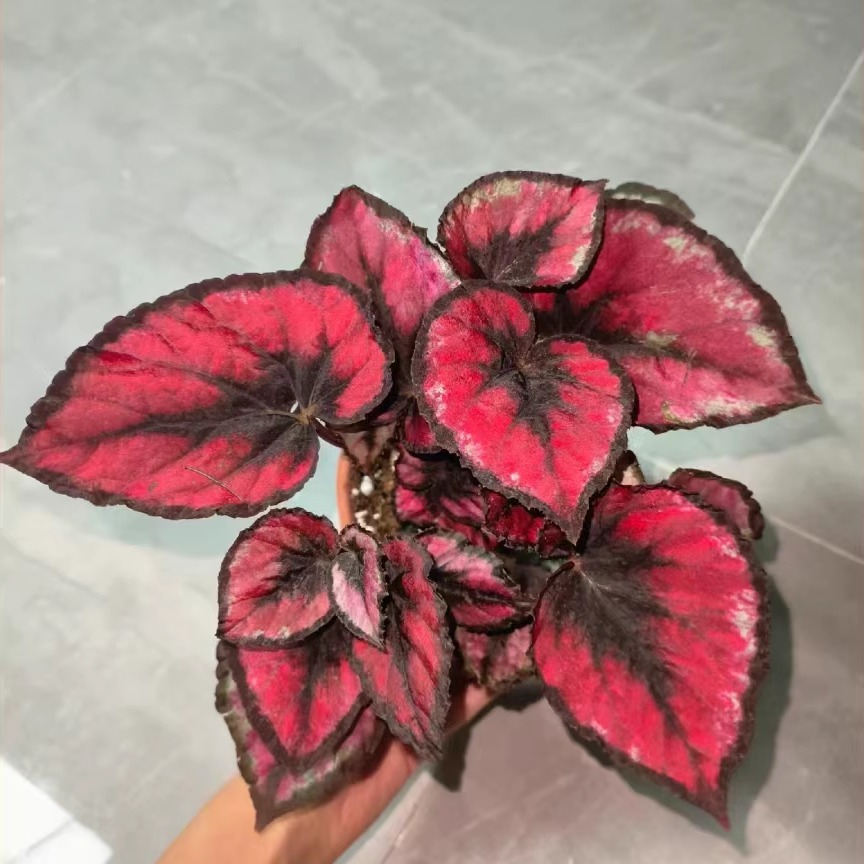 黑桃心秋海棠蟆叶类阳台室外室内客厅桌面绿植盆栽观叶赏花植物