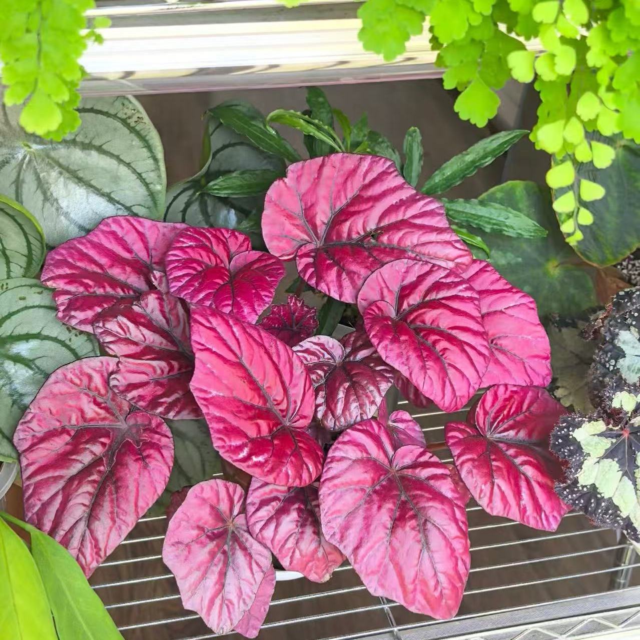 加州火之印秋海棠蟆叶类室外室内客厅桌面绿植盆栽观叶赏花植物