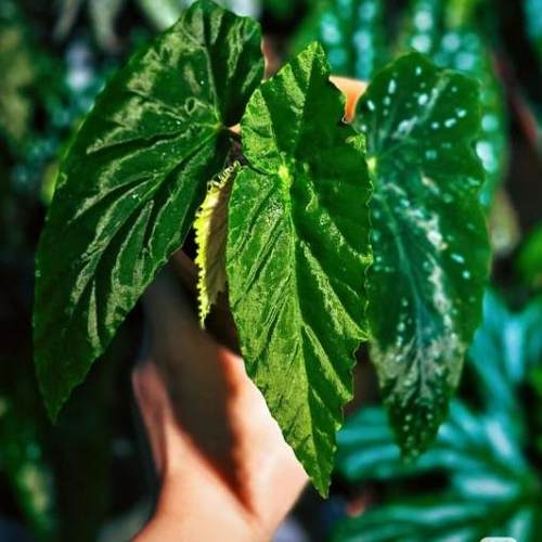 棱镜秋海棠竹节类阳台室外室内客厅桌面绿植盆栽观叶赏花植物