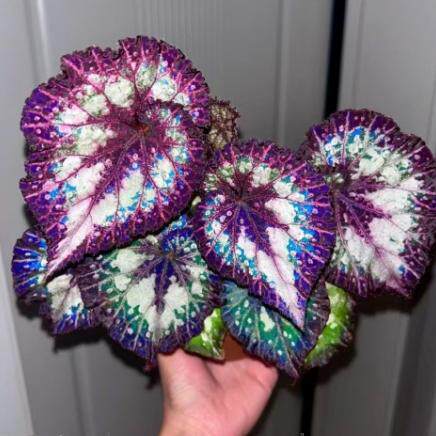 狂欢节秋海棠蟆叶室内网红盆栽丝型福寿植物鸟观叶赏花盆栽花卉